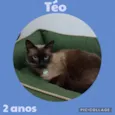 Téo