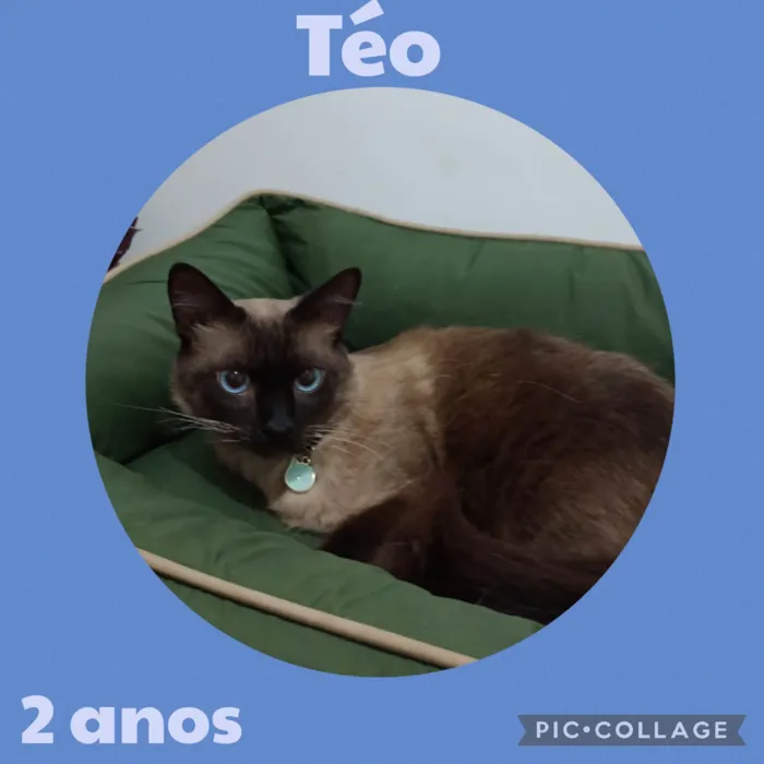 Gato ra a Siames idade 2 anos nome Téo
