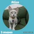 Alice