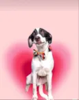 Snoopy 10meses porteP