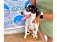 Snoopy 10meses porteP