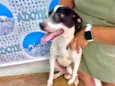 Snoopy 10meses porteP