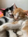 2 Gatinhos para adoção 