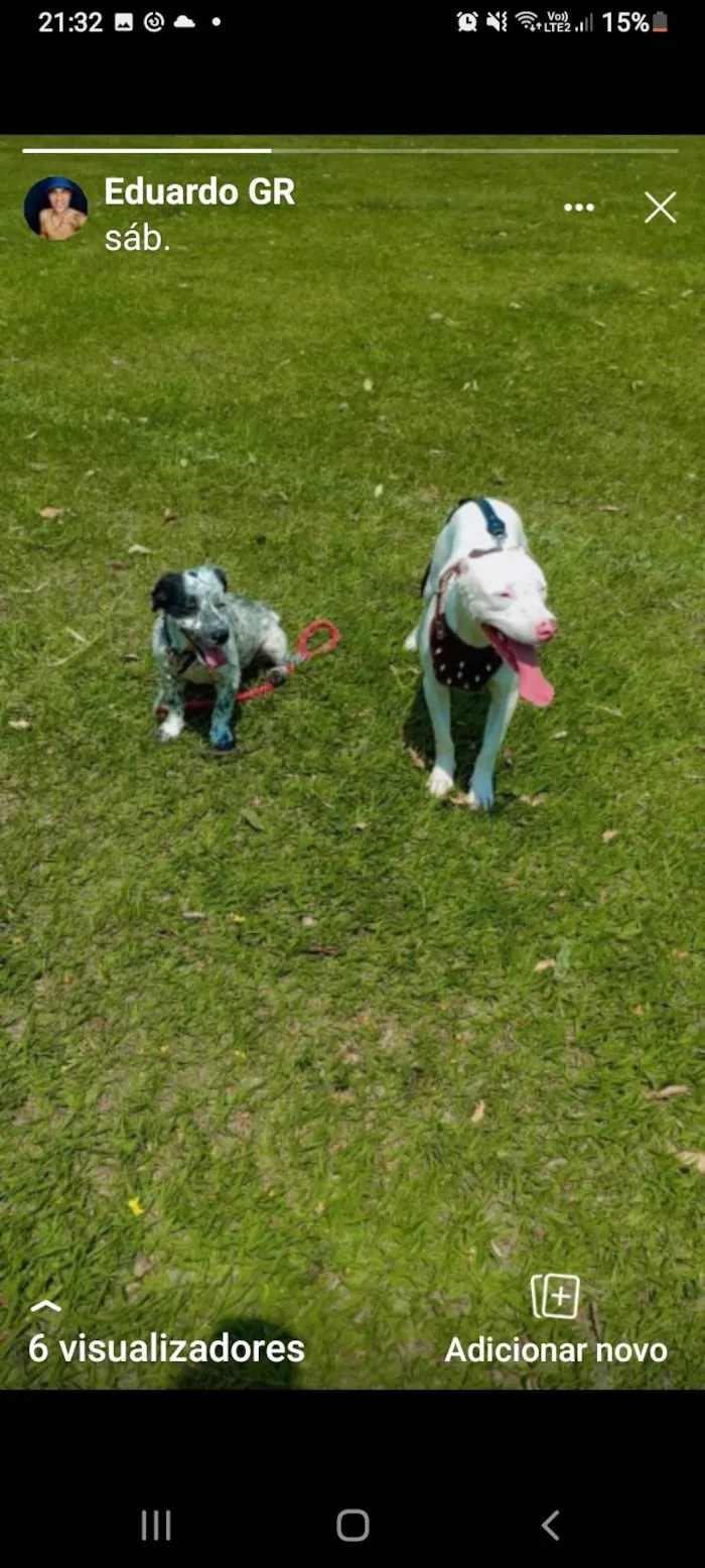 Cachorro ra a Pitbull border collie  idade 1 ano nome Estela   torr