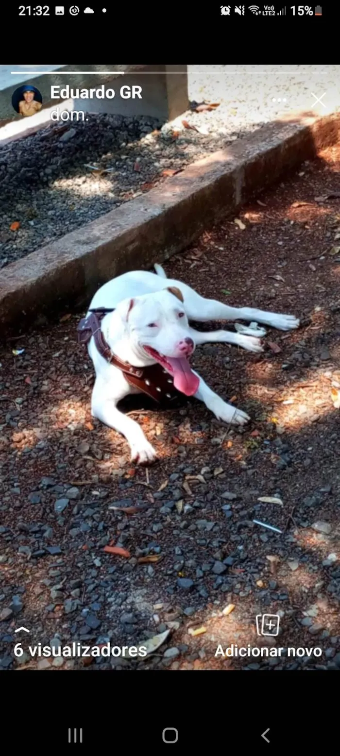 Cachorro ra a Pitbull border collie  idade 1 ano nome Estela   torr