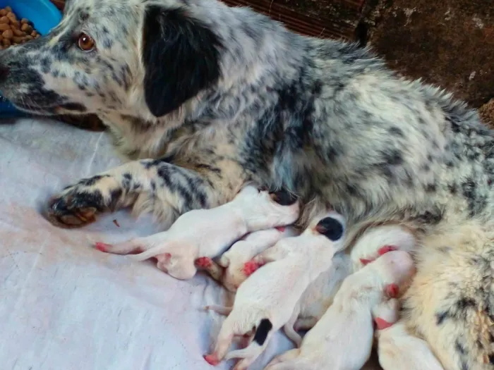 Cachorro ra a Pitbull border collie  idade 1 ano nome Estela   torr