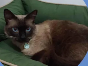 Gato raça Siames idade 2 anos nome Téo