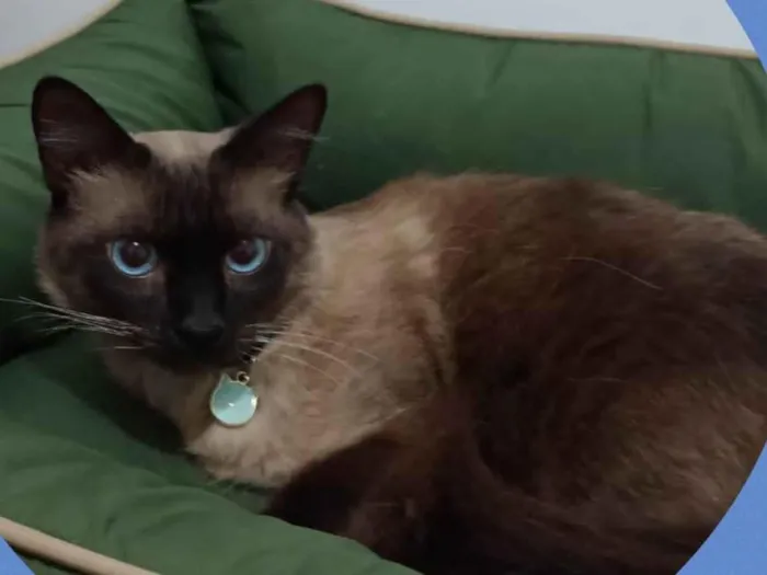 Gato ra a Siames idade 2 anos nome Téo