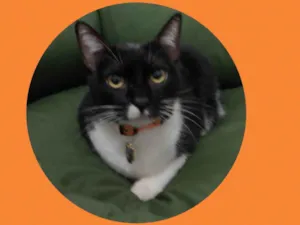 Gato raça  idade 4 anos nome Lila