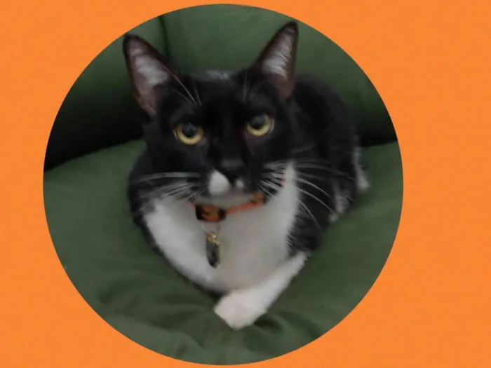 Gato ra a  idade 4 anos nome Lila