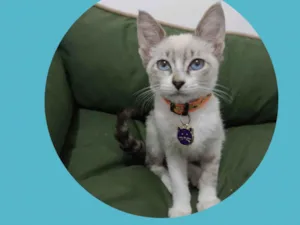 Gato raça  idade Abaixo de 2 meses nome Alice