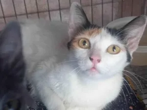 Gato raça Srd idade 1 ano nome Cristal 