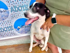 Cachorro raça SRD-ViraLata idade 7 a 11 meses nome Snoopy 10meses porteP 