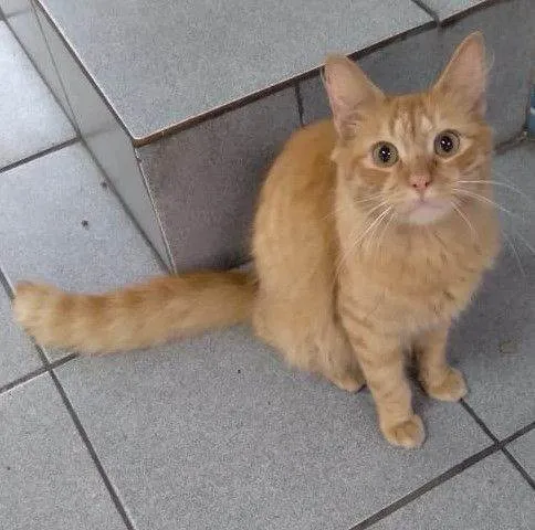 Gato ra a Srd idade 7 a 11 meses nome Mexerica