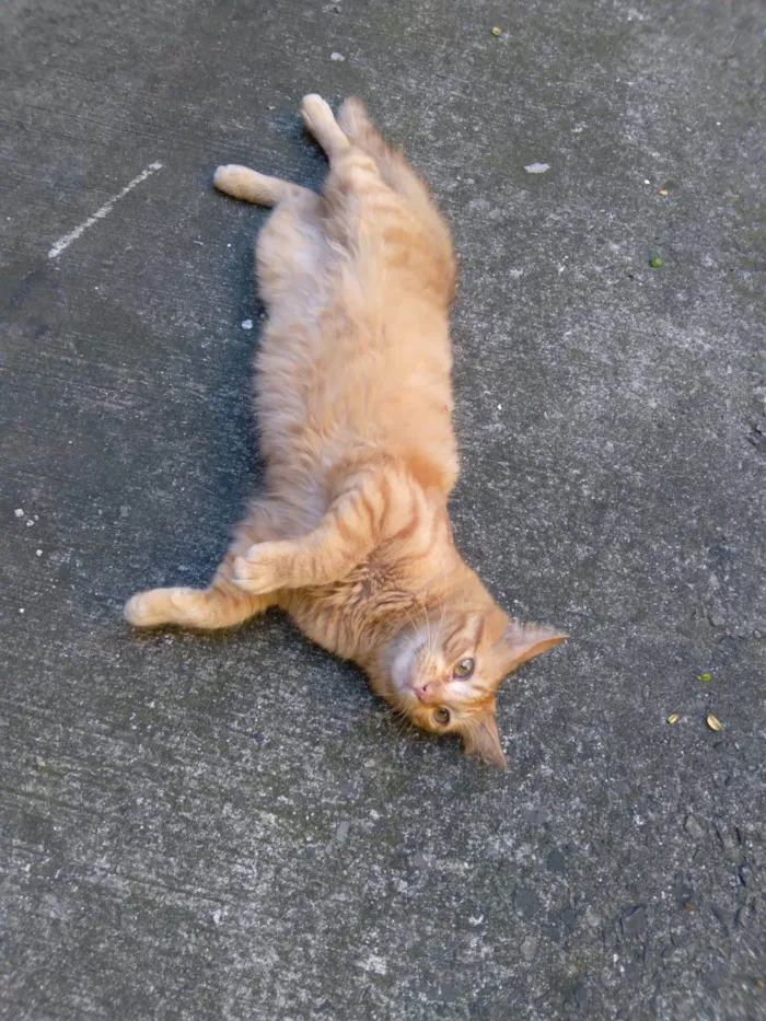 Gato ra a Srd idade 7 a 11 meses nome Mexerica