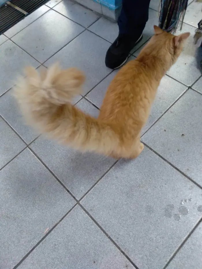 Gato ra a Srd idade 7 a 11 meses nome Mexerica