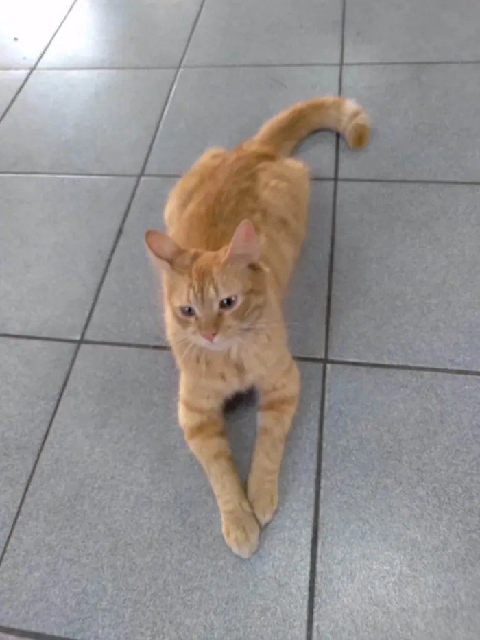 Gato ra a Srd idade 7 a 11 meses nome Mexerica