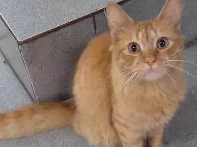 Gato ra a Srd idade 7 a 11 meses nome Mexerica