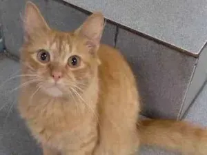 Gato raça Srd idade 7 a 11 meses nome Mexerica