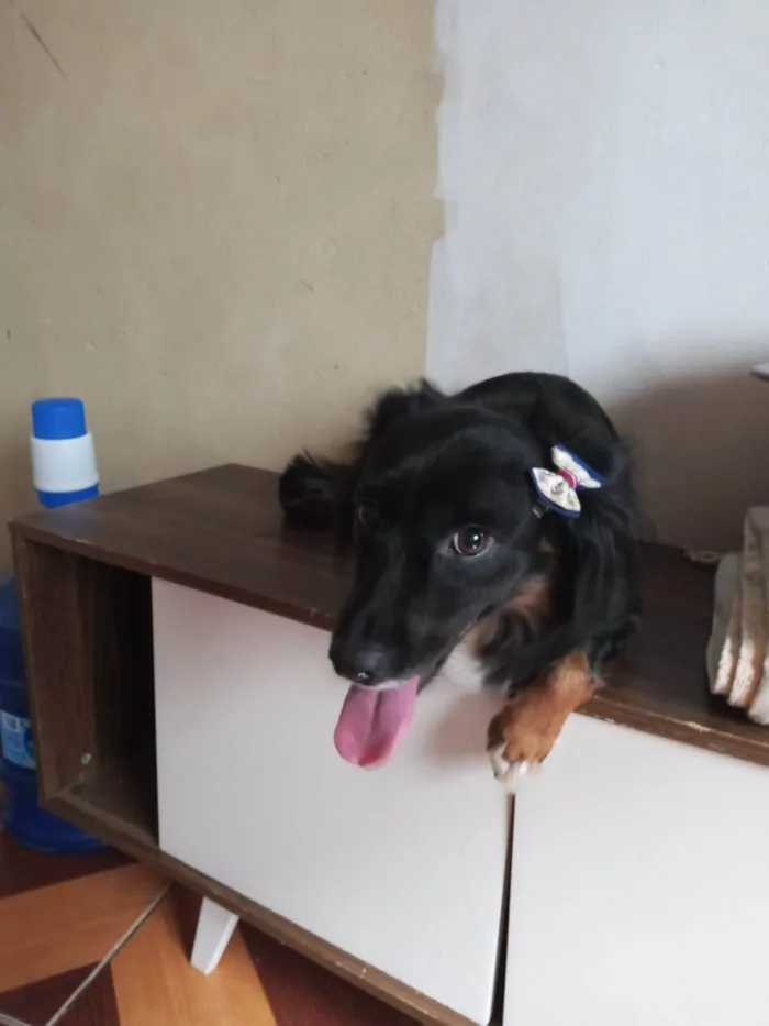 Cachorro ra a SRD-ViraLata idade 6 ou mais anos nome Nina