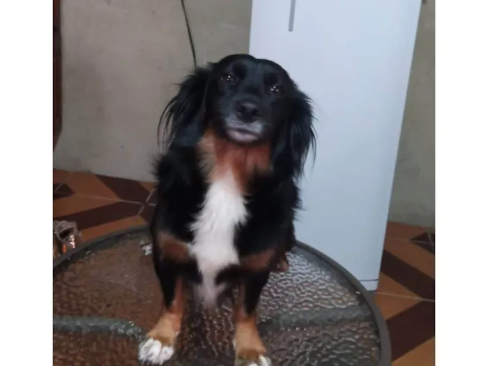 Cachorro ra a SRD-ViraLata idade 6 ou mais anos nome Nina