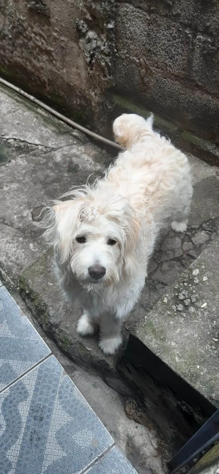 Cachorro ra a SRD-ViraLata idade 1 ano nome Princesa 