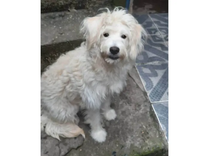 Cachorro ra a SRD-ViraLata idade 1 ano nome Princesa 