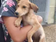 Copuaçu