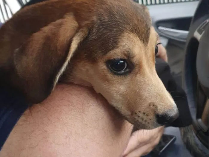 Cachorro ra a Vira lata idade Abaixo de 2 meses nome Jade