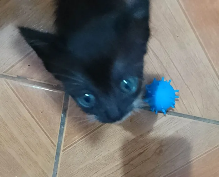 Gato ra a Srd idade 2 a 6 meses nome ......