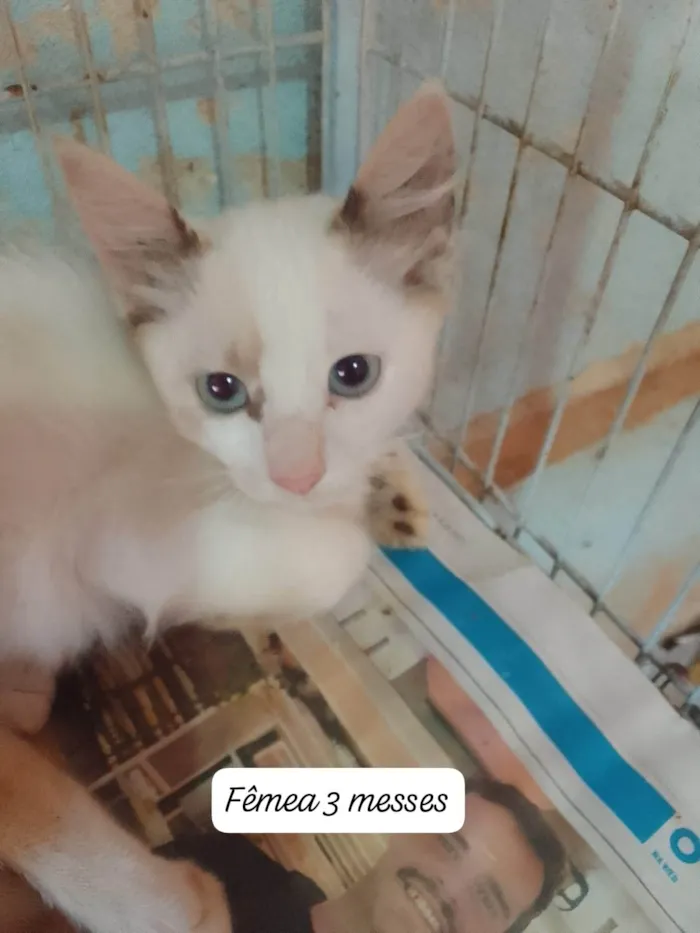 Gato ra a Srd idade 2 a 6 meses nome Lindinha