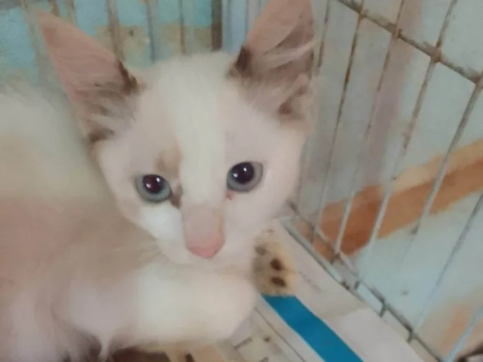 Gato ra a Srd idade 2 a 6 meses nome Lindinha