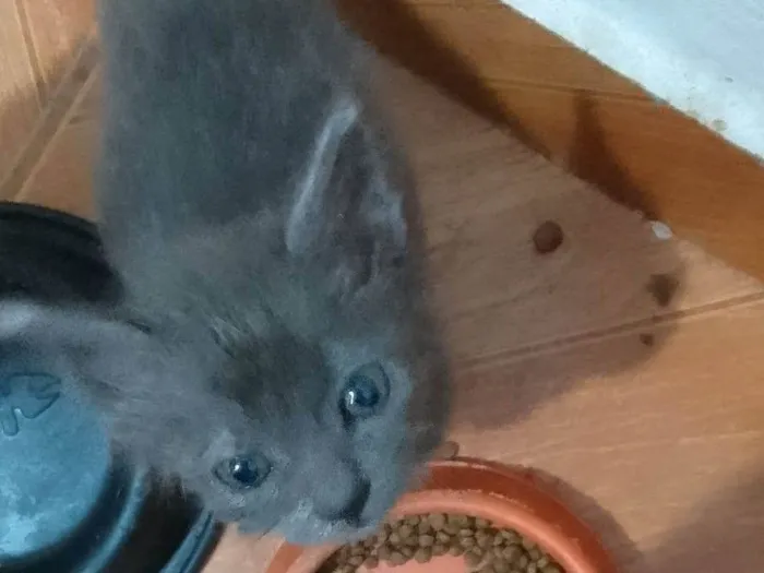 Gato ra a Srd idade 2 a 6 meses nome ......