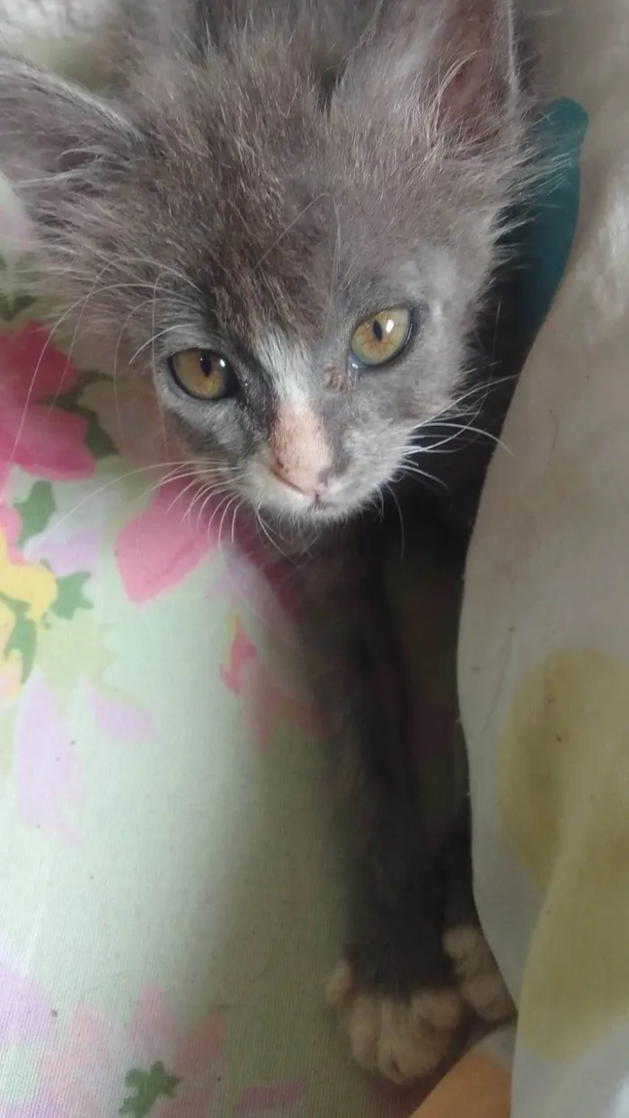 Gato ra a Srd idade 2 a 6 meses nome .....