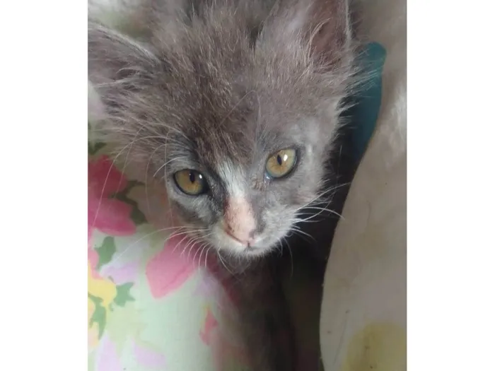 Gato ra a Srd idade 2 a 6 meses nome .....