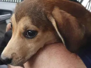 Cachorro raça Vira lata idade Abaixo de 2 meses nome Jade