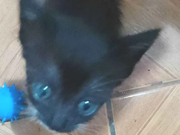Gato ra a Srd idade 2 a 6 meses nome ......