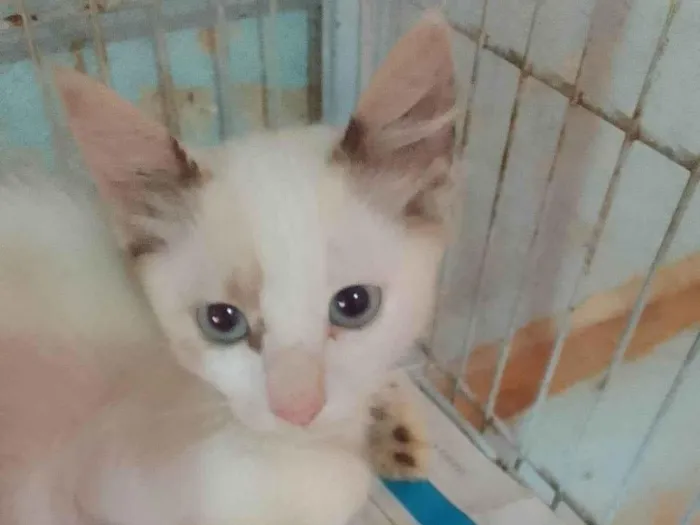Gato ra a Srd idade 2 a 6 meses nome Lindinha