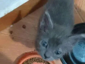 Gato raça Srd idade 2 a 6 meses nome ......
