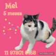 Mel