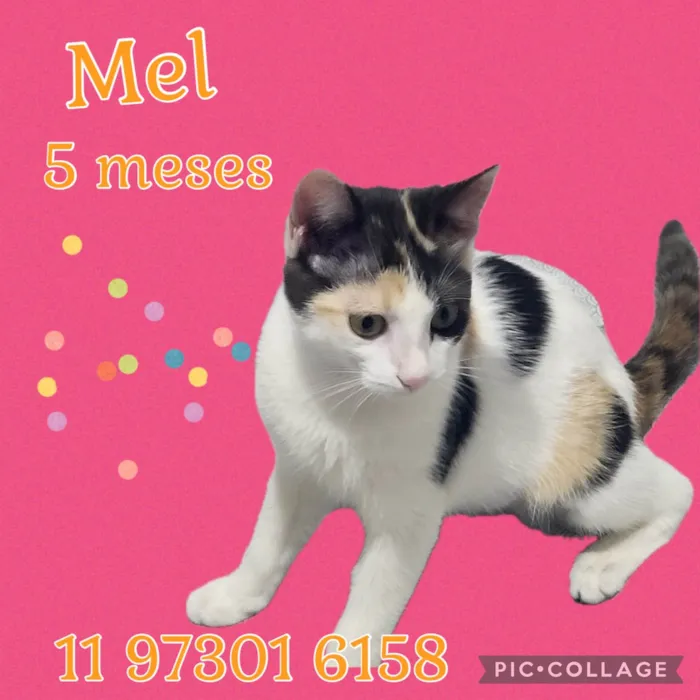 Gato ra a Srd idade 2 a 6 meses nome Mel