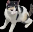 Mel
