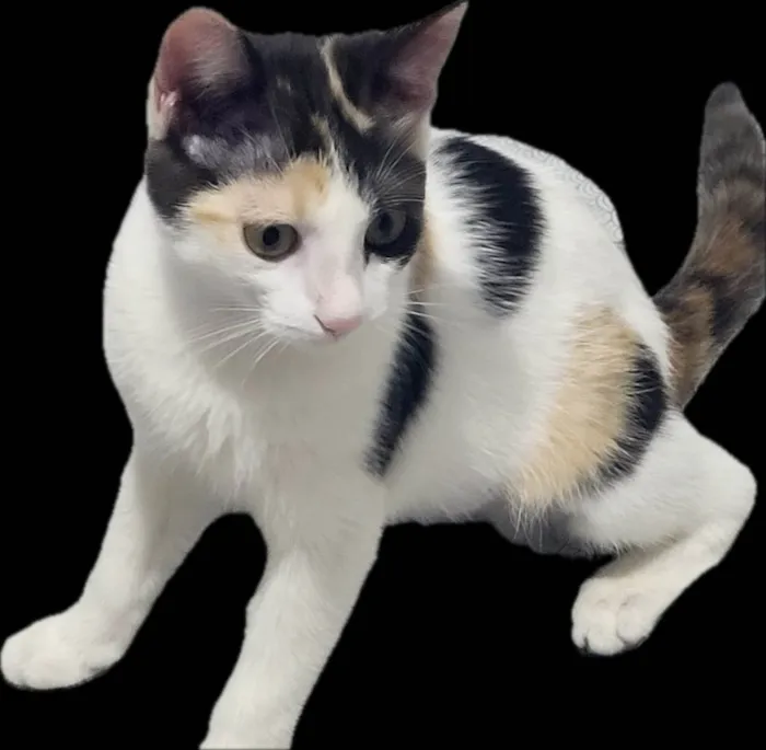 Gato ra a Srd idade 2 a 6 meses nome Mel