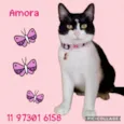Amora 