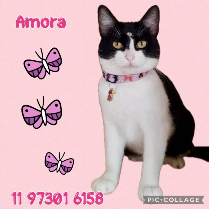 Gato ra a Srd idade 4 anos nome Amora 