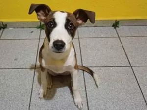 Cachorro raça Srd idade 2 a 6 meses nome DIANA