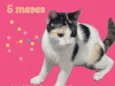 Mel
