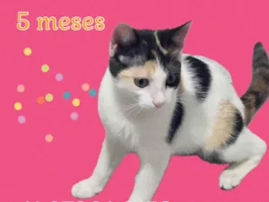 Gato raça Srd idade 2 a 6 meses nome Mel