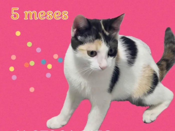 Gato ra a Srd idade 2 a 6 meses nome Mel