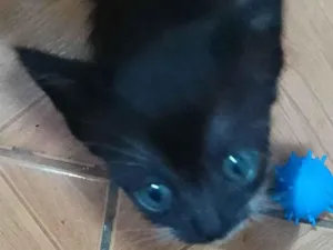 Gato raça Srd idade 2 a 6 meses nome ......